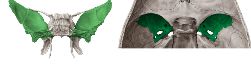 <p>Cóncovas de vista endocraneal</p>