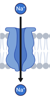 <p>What do Ion Channels do?</p>