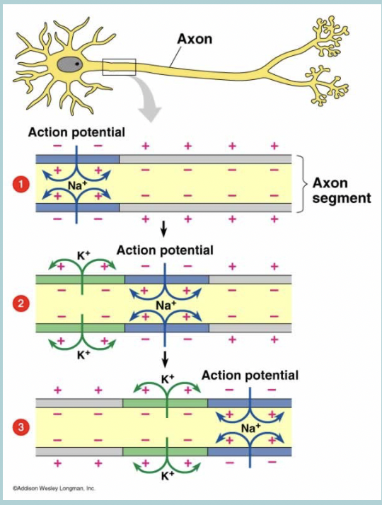 <p>Movement of action potential along the axon&nbsp;</p>