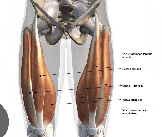 <p>Quadriceps Femoris:</p>
