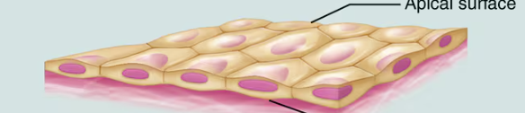 <p>Contain a single layer of cells, which each cell attached to the basement membrane </p>