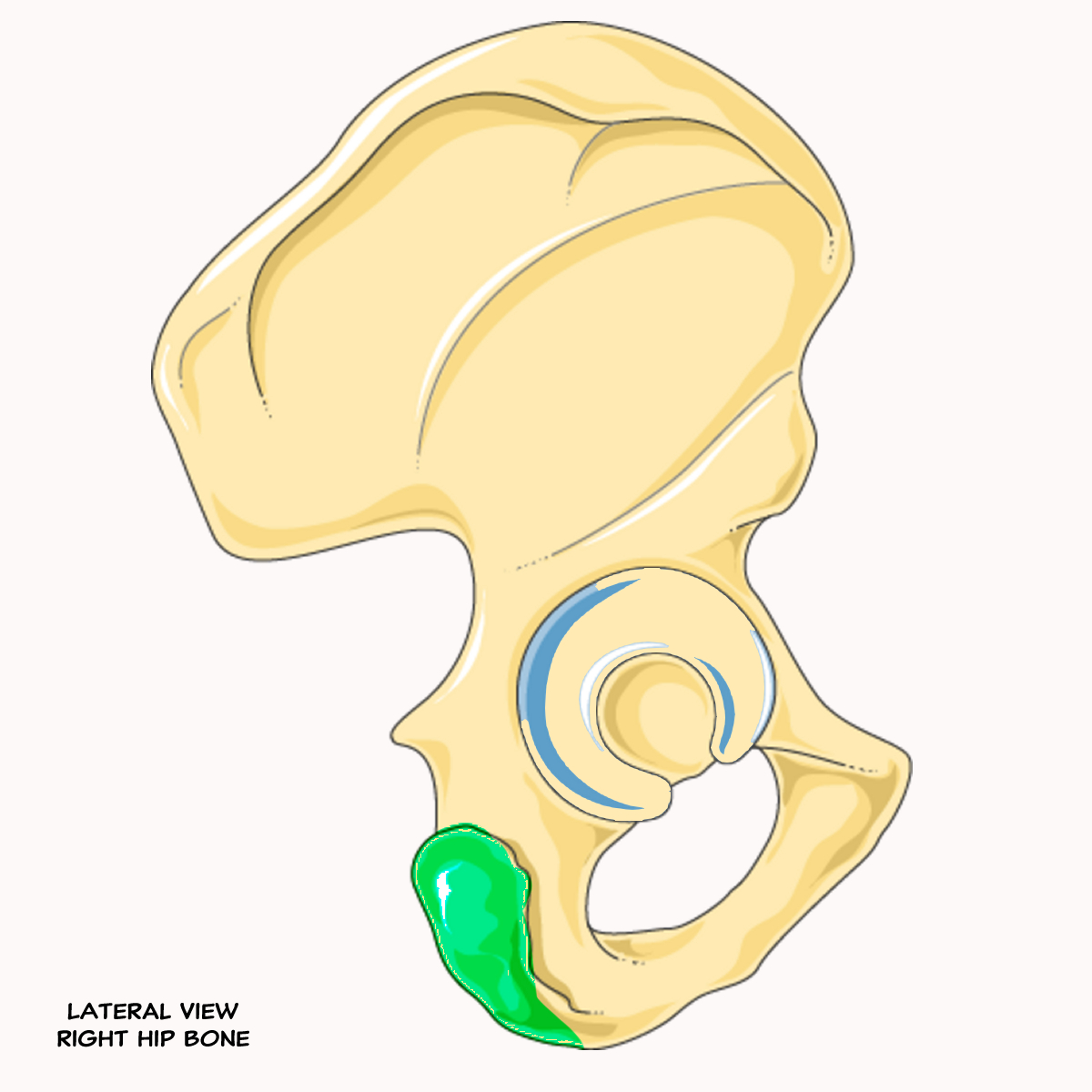 <p>Name the highlighted feature of the pelvis</p>