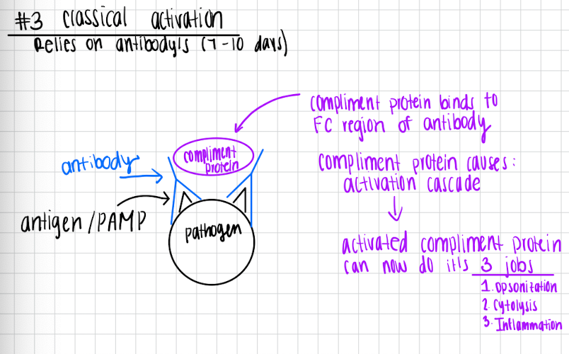<p>Classical activation </p>