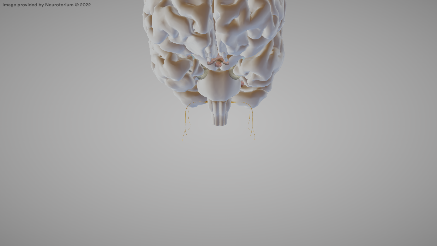 <p>A cranial nerve that regulates internal organ functions.</p>