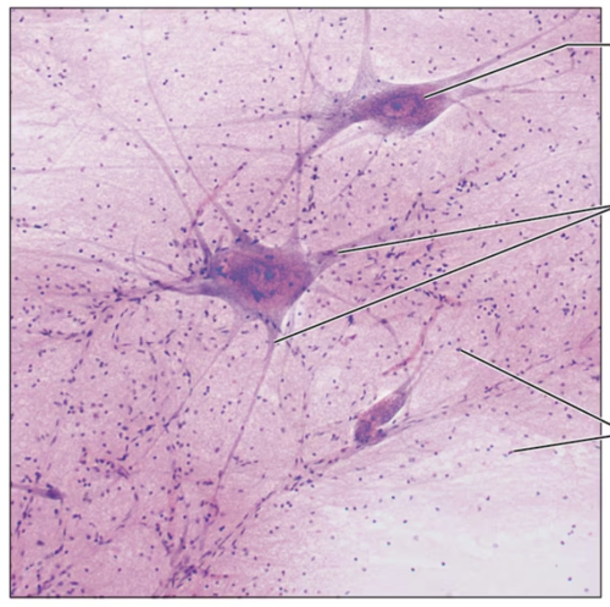 <p>Identify the tissue.</p>