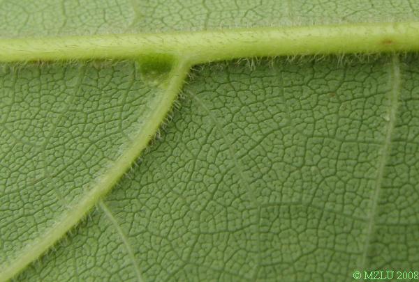 <p><span><em>Catalpa bignonioides</em></span></p>