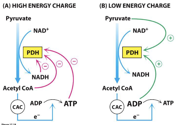 <p>PDH Kinase activated by→ high [NADH], [Acetyl CoA], and [ATP]</p><p>PDH Kinase inhibited by→ pyruvate and ADP (phosphatase activity dominates)</p><p>Result: PDH is regulated by energy charge</p>