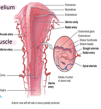<ul><li><p>consists of 3 layers</p><ol><li><p>the outer peritoneum</p><ul><li><p>the visceral peritoneum → <strong>simple squamous epithelium</strong></p></li><li><p>a serous membrane</p></li></ul></li><li><p>the myometrium</p><ul><li><p>composed of the muscularis externa → <strong>smooth muscle</strong></p></li><li><p>three layers total</p></li></ul></li><li><p>the endometrium</p><ul><li><p>mucous membrane → open to outside</p></li><li><p>consists if <strong>simple columnar epithelium</strong></p><ul><li><p>endometrial glands (secretions to support growing a human)</p></li><li><p><strong>thick lamina propria connective tissue</strong></p></li><li><p>two layers</p><ol><li><p><strong>stratum functionalist</strong>: located nearest to the uterine cavity</p><ul><li><p>shed during menstruation (thicker and thicker, trying to create fresh bearing)</p></li></ul></li><li><p><strong>stratum basalis: </strong>permanent layer that gives rise to a new stratum functionalism after mensuration → mitosis</p></li></ol></li></ul></li></ul></li></ol></li></ul><p></p>