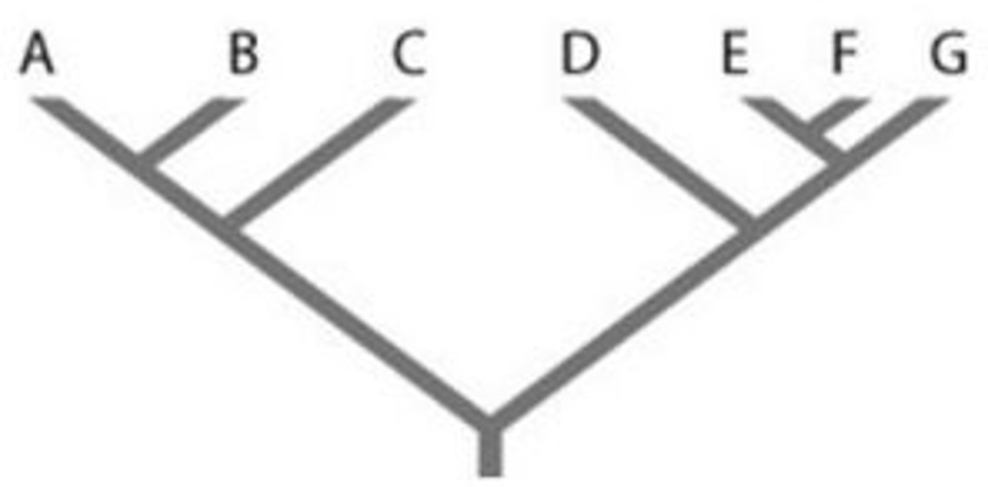 <p>D is more closely related to E than it is to G</p>