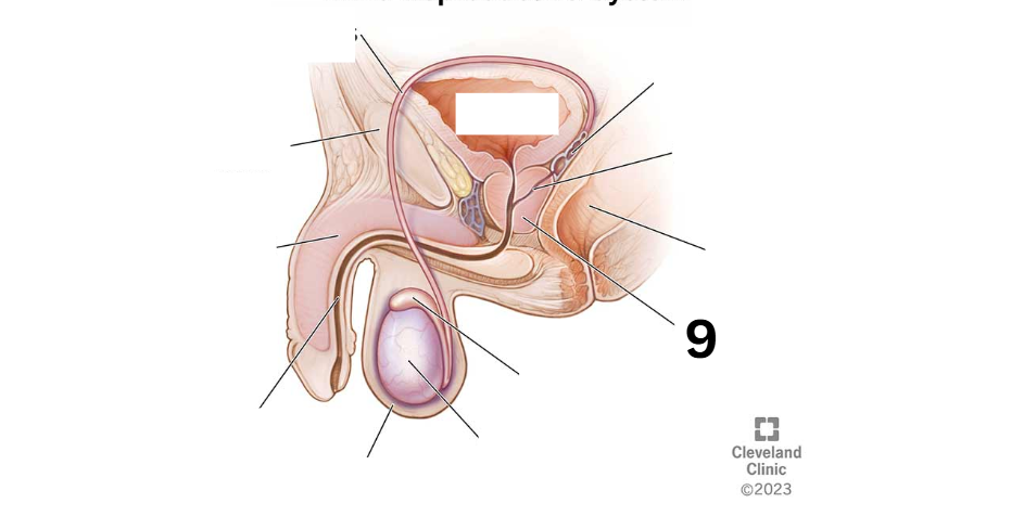 <p>Identity this male reproductive system (marked with 9)</p>