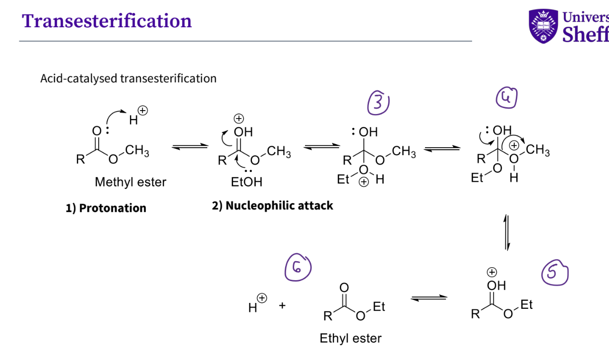 <ol><li><p>protonation of the lone pair on the oxygen</p></li><li><p>nucleophilic attack of the etOH on the carbonyl,the oH double bond breaks</p></li><li><p>there is now a + ve charge on the oxygen , the hydrogen is then kicked off- by tautomerism </p></li><li><p>the bond breaks removing the + vely charged oxygen group , and a new bond is formed between the OH the carbon.- a double bond</p></li><li><p>there is now a + vely charged oxygen , with a hydrogen with a double bond</p></li><li><p>the hydrogen - proton leaves forming its ester</p></li></ol><p></p>