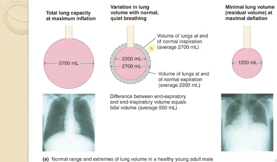 <p>Minimum volume the lungs can hold</p><ul><li><p><strong> 1.2 L</strong></p></li></ul><p></p>