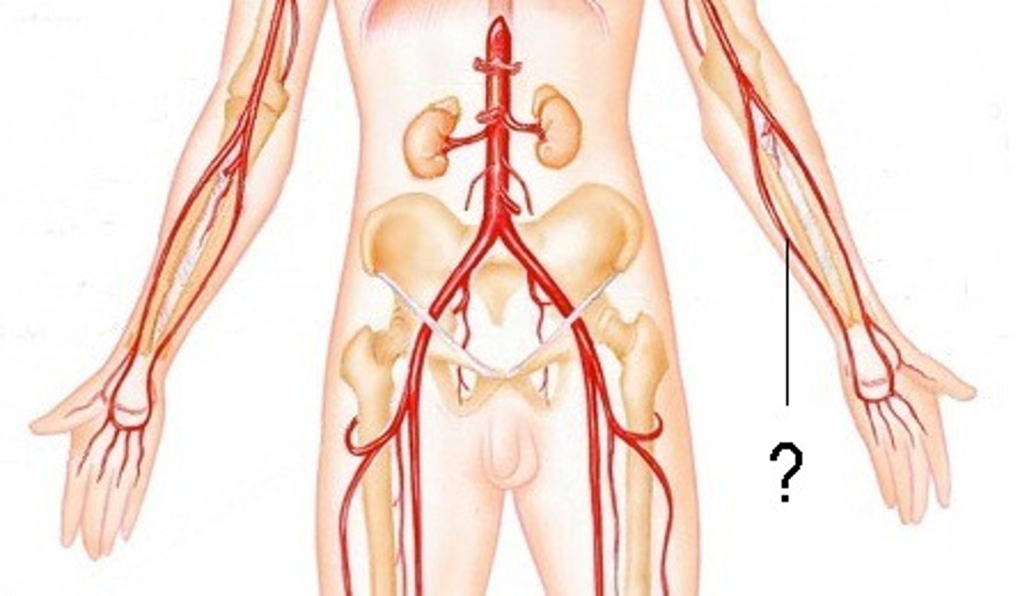 <p>Area supplied: Medial forearm muscles, hand muscles, and elbow joint</p><p>Terminal branch: Continues as the superficial palmar arterial arch</p><p>Relationship: Passes distally along the medial aspect of the forearm</p>