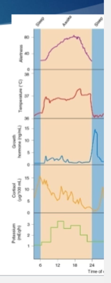 <p>environmental cues that signals the passage of time </p><p>For mammals: primarily light-dark cycle</p>