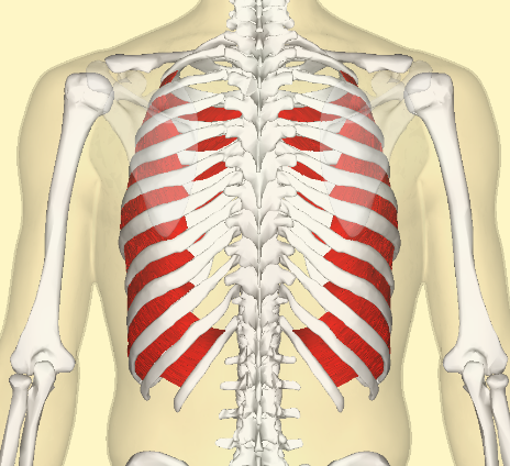 <p>origin: costal grooves of ribs </p><p>insertion: superior border of immediate rib below </p><p>function: helps with exhaling, supports the thoracic cage </p>