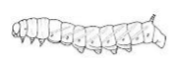 <p>Type of larva: well-developed head capsules, 3 pairs of small legs</p>
