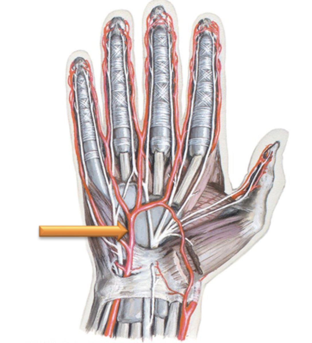 <p>The Ulnar artery courses anterior to the wrist and terminates in the palm of the hand by forming what?</p>