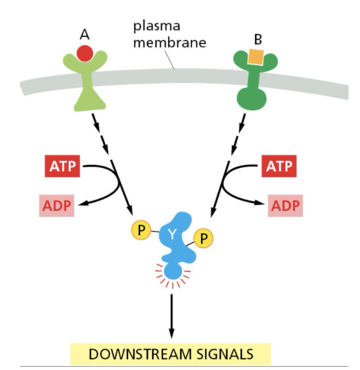 <p>Different signals can converge on the same pathway</p><p>- sometimes both signals are required for full activation</p>