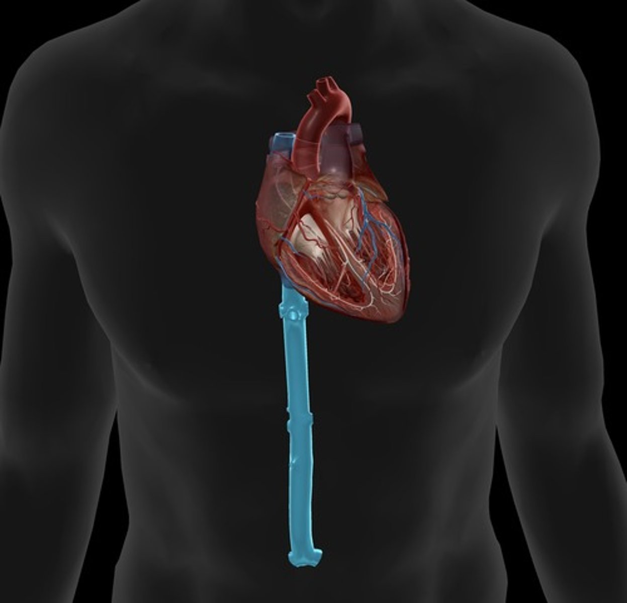 <p>carries blood from lower regions of the body to right atrium</p>