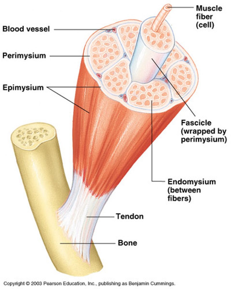 <p>Covers the entire skeletal muscle</p>