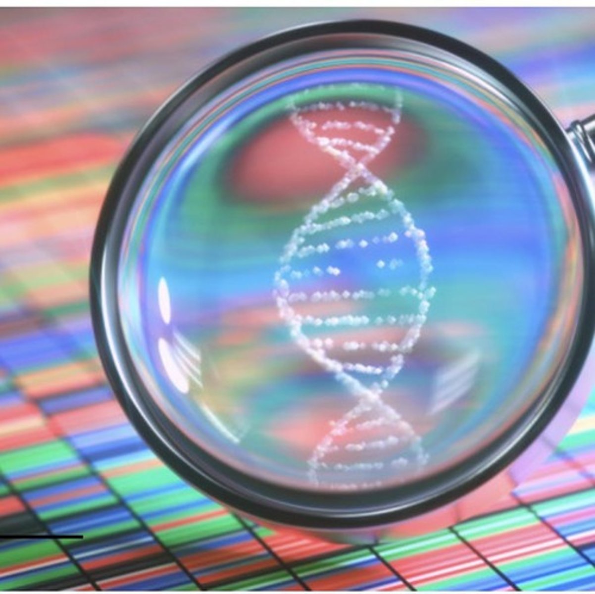 <p>A 3-D model of DNA with two helical chains forming a right-handed double helix, where bases are stacked and perpendicular to the axis.</p>