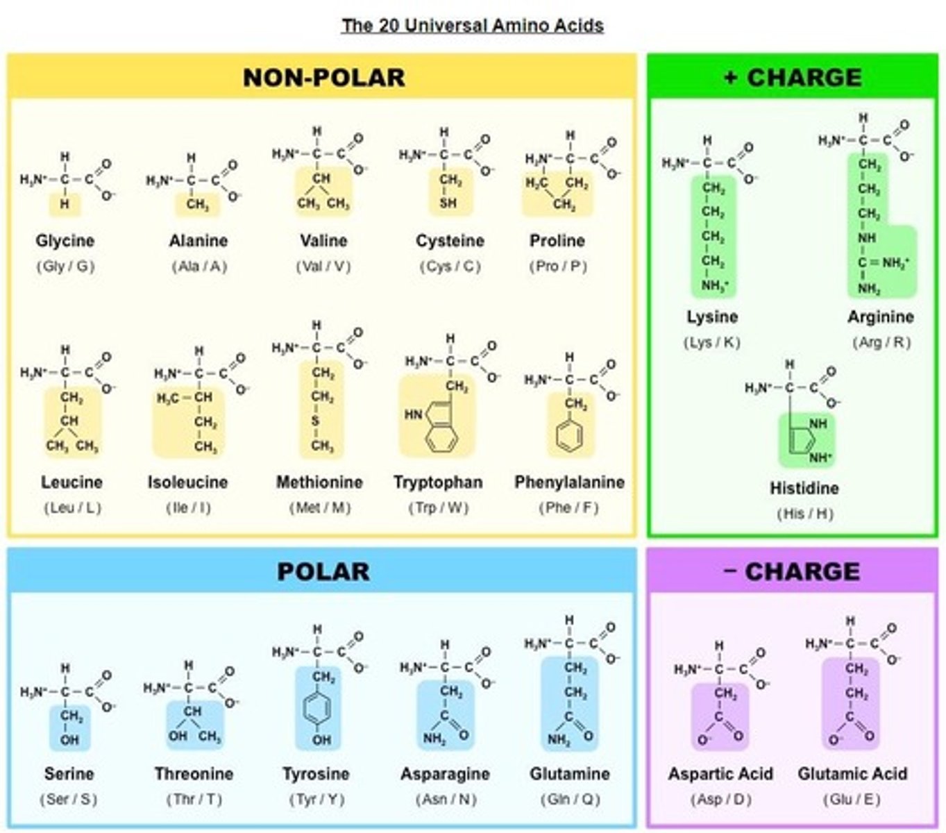 <p>Variable side chains that determine amino acid properties.</p>