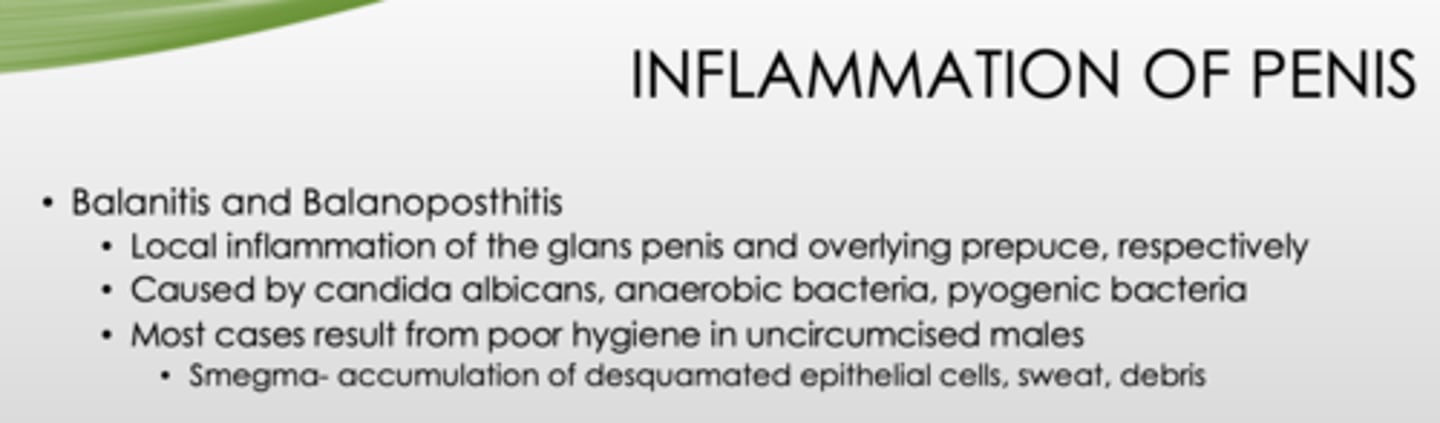 <p>- Balanitis</p><p>- Balanoposthitis</p>