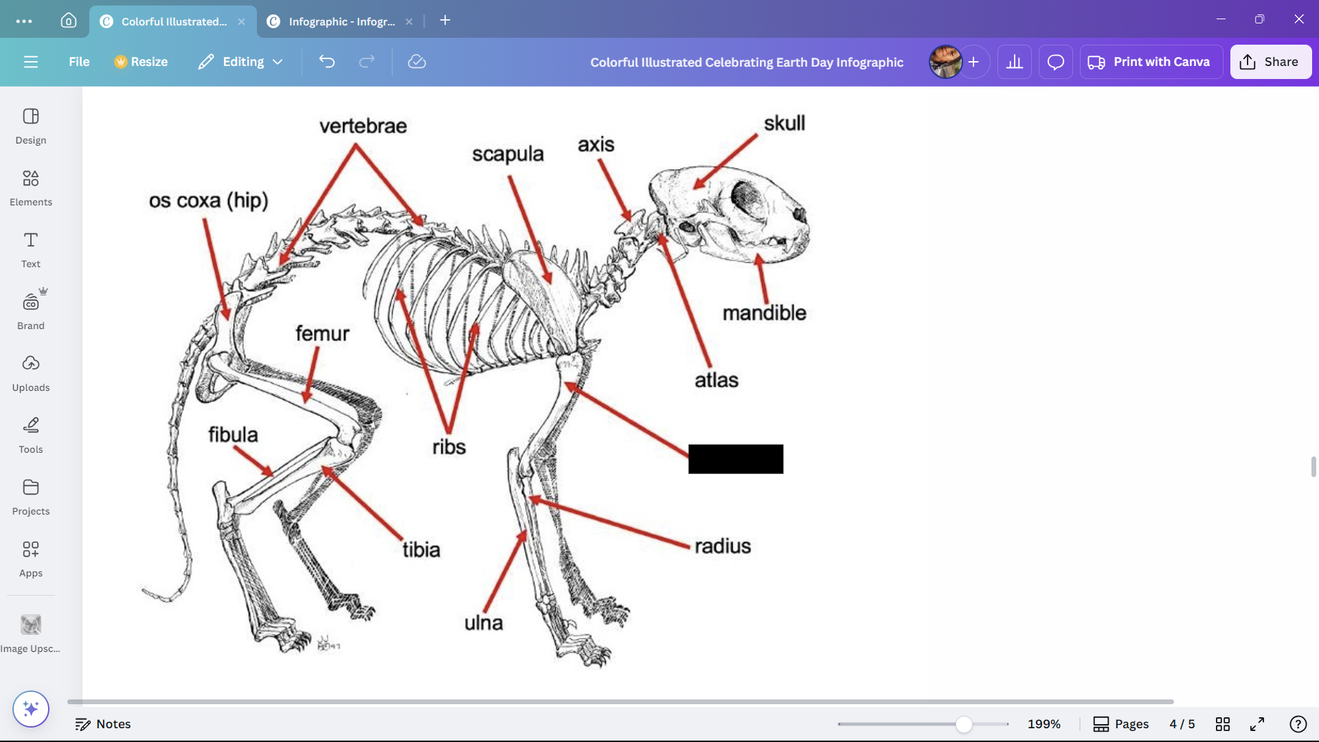 <p>The upper arm bone of a cat.</p>