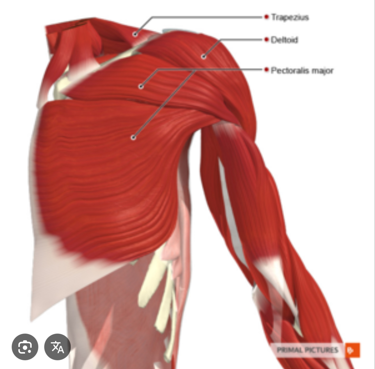 <p>Large triangular shaped muscle on the shoulder</p>