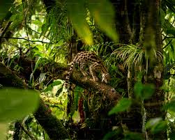 <p>selva</p>