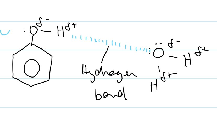 <p>sparingly soluble in water (cuz not enough H-bonds to hold phenol and water together)</p><ul><li><p>does form H-bonds</p></li><li><p>not as strong as other alcohols</p></li><li><p>large non-polar ring</p></li><li><p>only forms L.F. with water</p></li></ul><p></p>