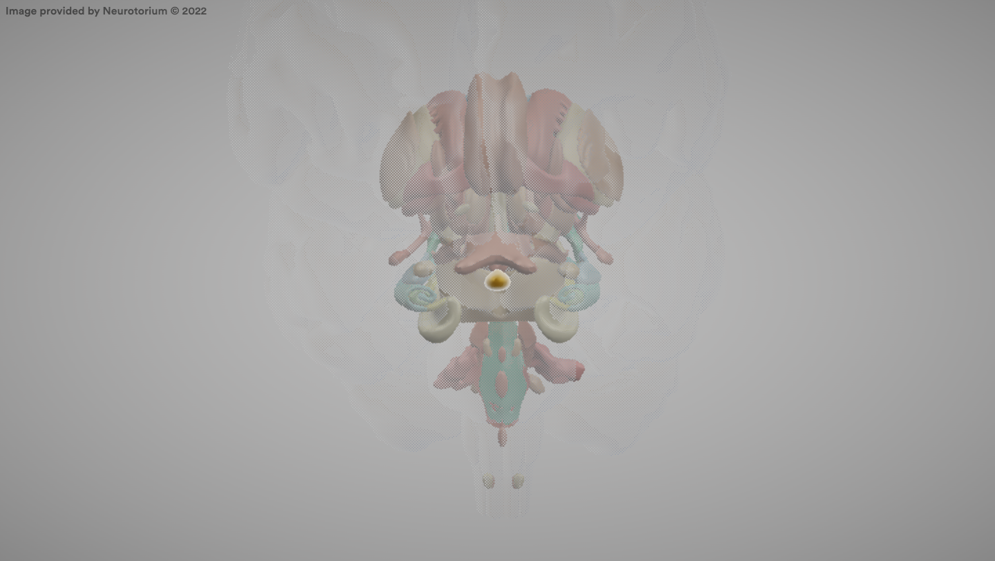 <p>The pituitary gland.</p>