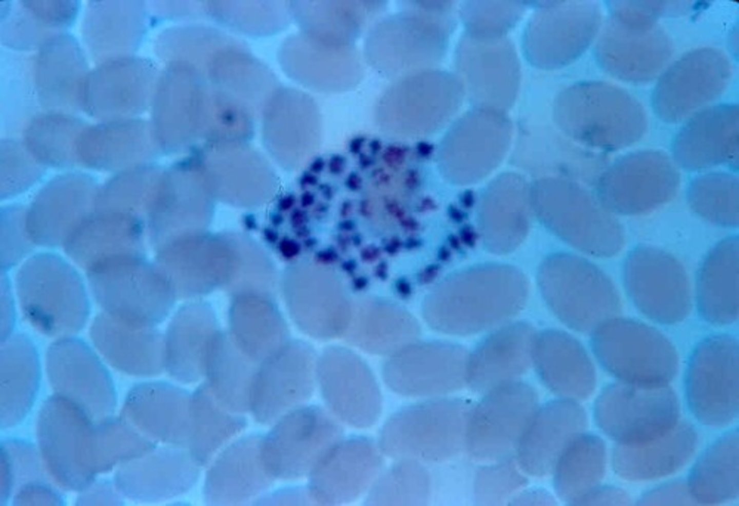 <p>define histology</p>