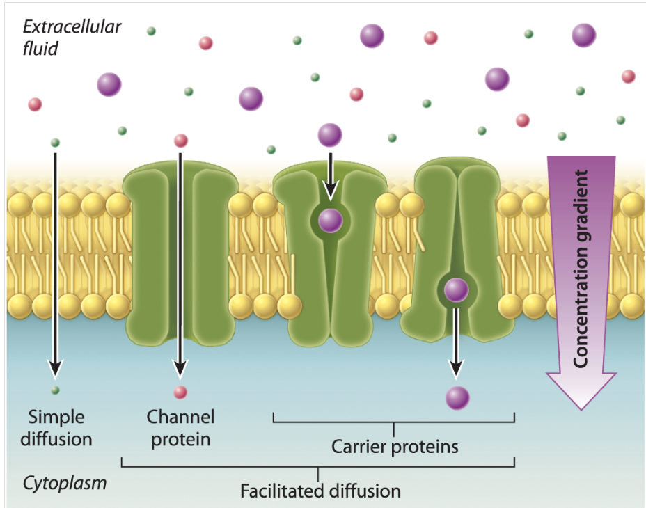<ul><li><p><span><span>molecules move directly through the lipid bilayer, while in facilitated diffusion, molecules move through a membrane transporter.</span></span></p></li><li><p><span><span>provides an opening between the inside and outside of the cell through which certain molecules can pass, depending on their shape and charge. </span></span></p></li><li><p><span><span>Some membrane channels are gated, which means that they open in response to some sort of signal, which may be chemical or electrical</span></span></p></li></ul><p></p>