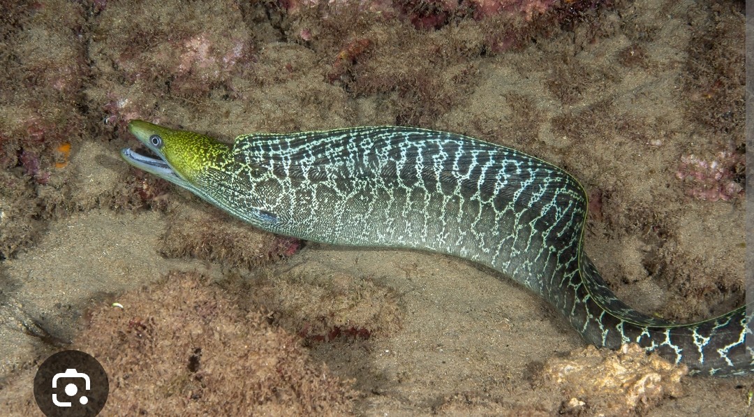 <p>Muraenidae family</p><p class="has-focus">Its diet consists mainly of small fish, crustaceans (like crabs and shrimp), and cephalopods (such as octopus)</p><p class="has-focus">yellowish or greenish coloration covered in large, irregular brown blotches outlined by white or yellowish borders that create a chain-link fence pattern.</p>