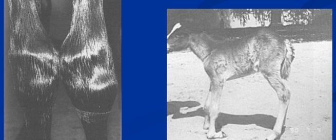 <p><span style="background-color: transparent;"><strong><span>Common Digital Extensor and Extensor Carpi Radialis Rupture</span></strong></span></p>