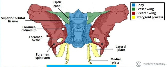 <ul><li><p>wedge-shaped bone</p></li><li><p>located in base of cranium, anterior to temporal bones and basilar portion of occipital bone</p></li><li><p>consists of:</p><ul><li><p>body</p></li><li><p>two lesser wings</p></li><li><p>two greater wings</p></li><li><p>two pterygoid processes</p></li></ul></li><li><p>articulates with</p><ul><li><p>all cranium bones and the zygoma</p></li></ul></li></ul><p></p>