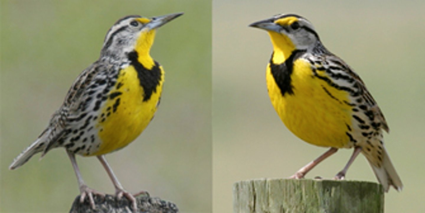 <p>Species is a group of populations whose members have the potential to produce fertile offspring.</p>