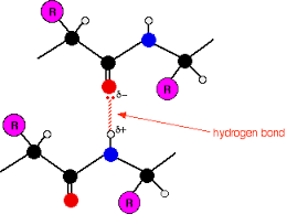 <p><strong>Hydrogen bonds</strong> between amide hydrogens and carbonyl oxygens</p>