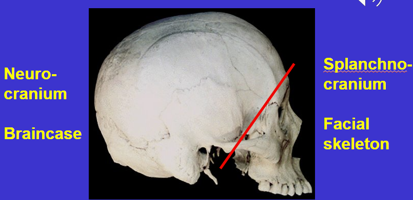 <p>Splanchnocranium or Facial skeleton</p>