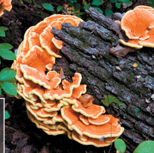 <p>Name one or more traits you can observe to distinguish the identity of <span>Basidiomycota</span></p>