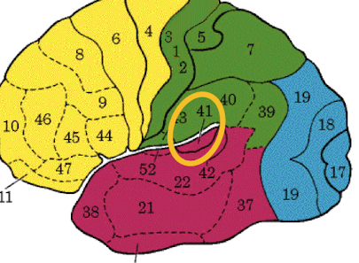 <p>Areas 41 and 42.</p><p>A1 is located within the insula in the temporal lobe </p>