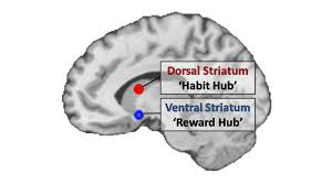 <p>Dorsal Striatum</p>