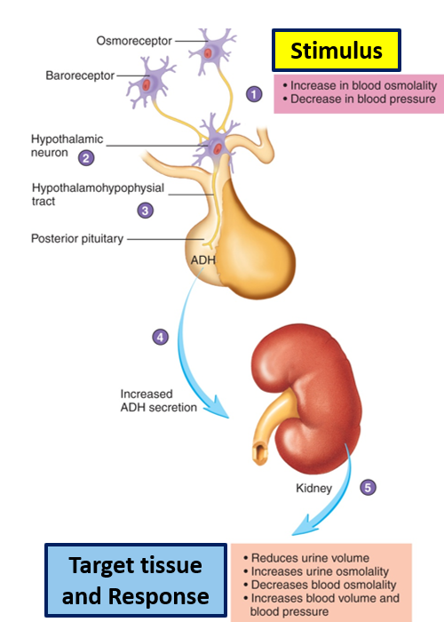<ul><li><p>Gland: posterior pituitary</p></li><li><p>Type: peptide, water-soluble, membrane receptor</p></li><li><p>Target tissues: kidneys</p></li><li><p>Effects: increase water content (decrease osmolality), increase blood volume/blood pressure, <strong>reduce urine volume/concentration</strong></p></li><li><p>Stimulus: <strong>humoral stimulus.</strong> high electrolytes (salt), low water, low blood pressure</p></li><li><p>Regulation: <strong>negative feedback</strong> (enough water = stop releasing ADH = neg. feedback)</p></li></ul><p></p>