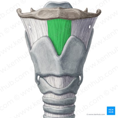 <p>Ligament between thyroid and hyoid</p>