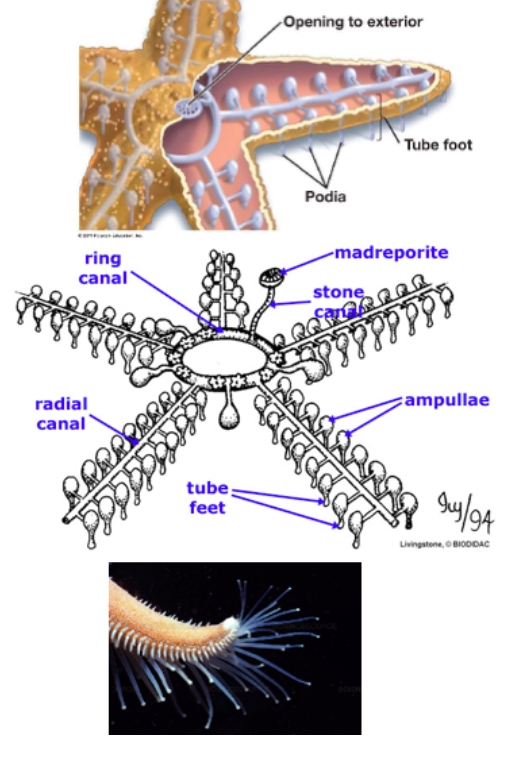 <p><strong>Echinoderm Water Vascular System (WVS) - Notes (Shortened):</strong></p><ul><li><p class="">Unique hydraulic system used for locomotion and feeding via tube feet.</p></li><li><p class="">Water enters through <strong>madreporite</strong>, travels to <strong>ring canal</strong>, then into arms and <strong>ampullae</strong>.</p></li><li><p class=""><strong>Ampullae muscles</strong> contract, pushing water into <strong>tube feet</strong>, forming suction for gripping surfaces or prey.</p></li><li><p class="">When muscles relax, tube feet retract.</p></li></ul><p></p>