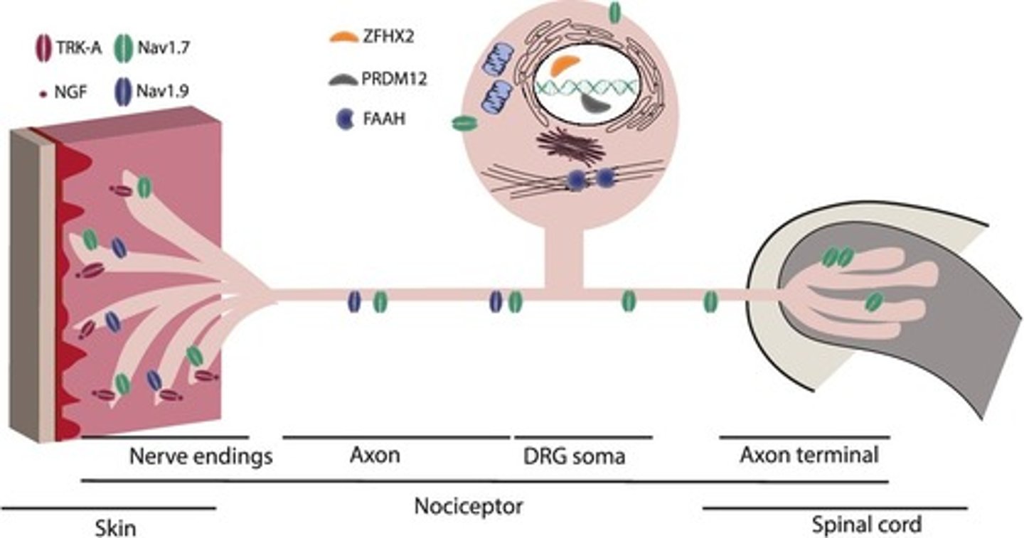 <p>Specialized receptors that respond to intense mechanical, thermal, and chemical stimulation.</p>