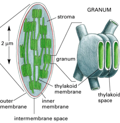 <p>one component of a chloroplast</p><p>two membranes plus a third membrane system</p><p>has thylakoid space inside</p><p>within the chloroplast, they stack like coins</p><p>contain chlorophyll pigment</p><p>contains an electron transport, where a H<sup>+</sup> gradient forms across it, to synthesize ATP</p>