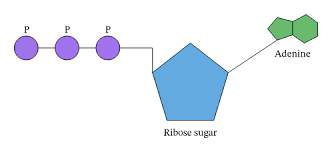 <ol><li><p>Nitrogenous base</p></li><li><p>Pentose sugar</p></li><li><p>Three phosphate groups </p></li></ol><p></p>
