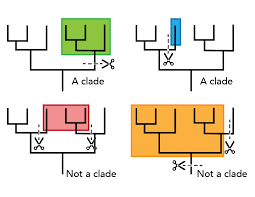 <p>A group of organisms with a single common ancestor</p>
